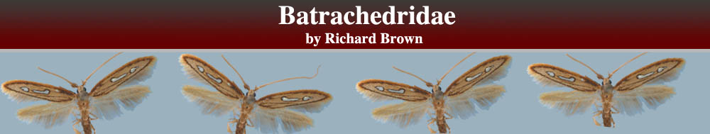 Batrachedridae header
