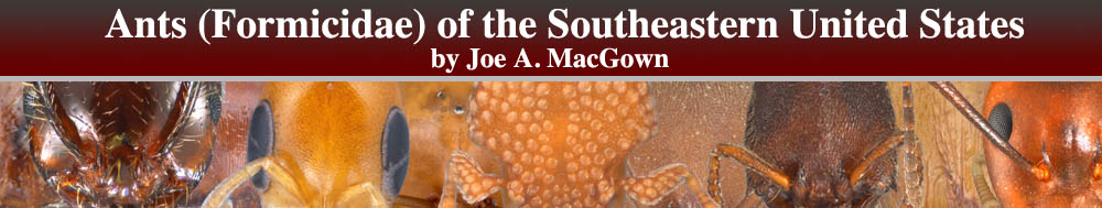 Ants (Formicidae) of the Southeastearn United States by Joe A. MacGown