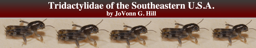 Tridactylidae of the Southeastern United States