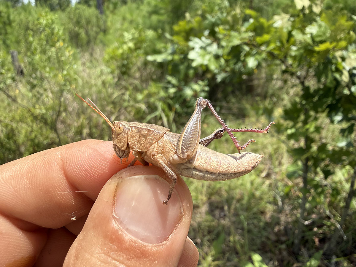 JoVonn holding Paratylotropidia beutenmuelleri