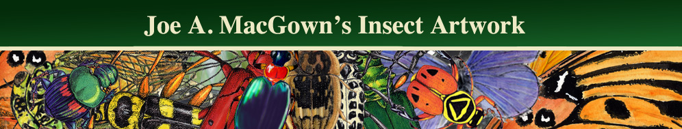 Joe MacGown's Insect Art Gallery 2