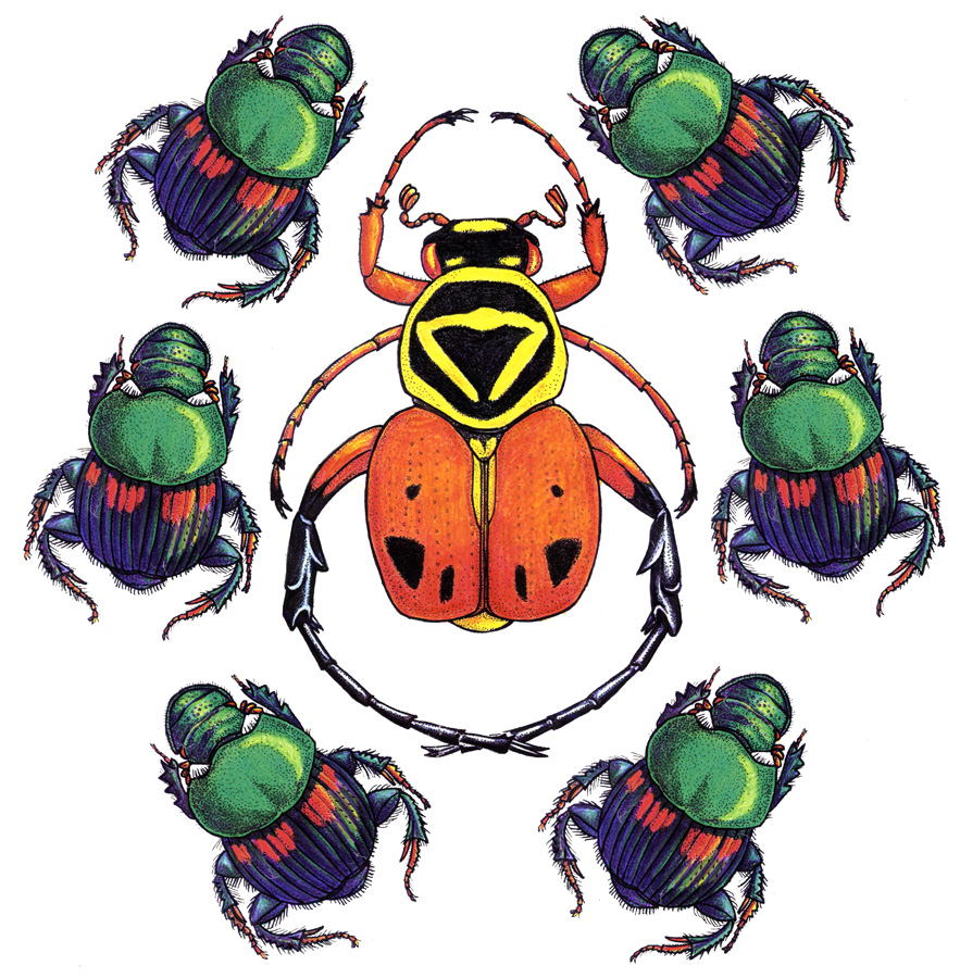 Joe MacGown's Insect Art Gallery 2