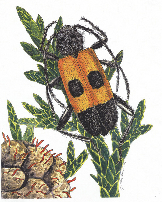 Joe MacGown's Insect Art Gallery 2