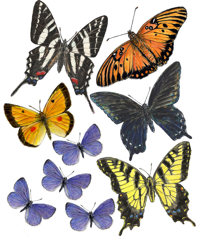 Joe MacGown's Insect Art Gallery 2