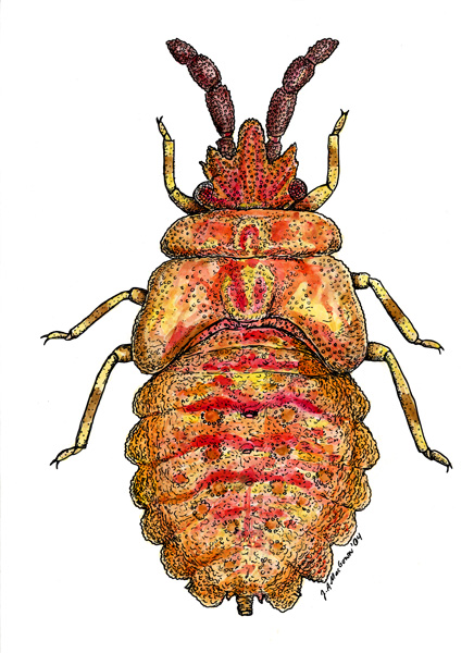 Joe MacGown's Insect Art Gallery 2