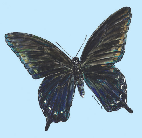 Joe MacGown's Insect Art Gallery 2