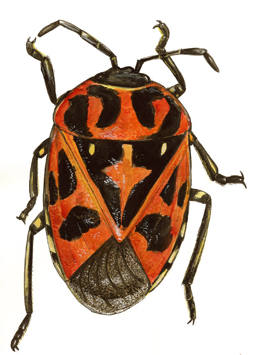 Joe MacGown's Insect Art Gallery 2