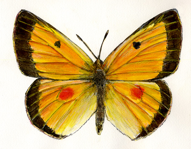 Joe MacGown's Insect Art Gallery 2