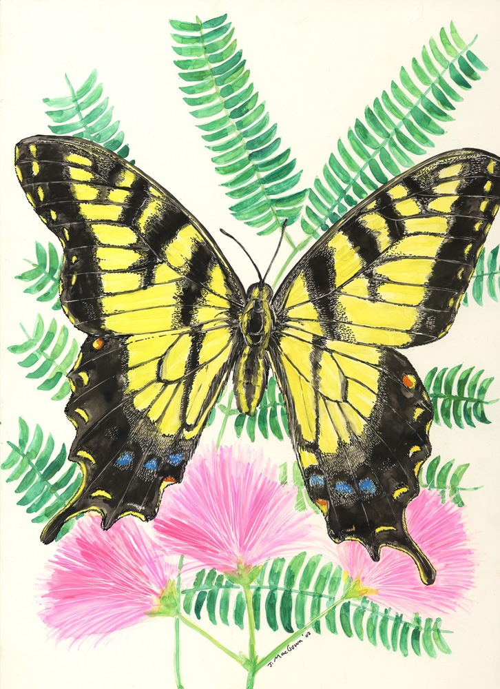 Joe MacGown's Insect Art Gallery 2