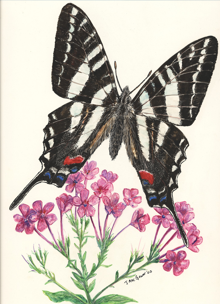 Joe MacGown's Insect Art Gallery 2