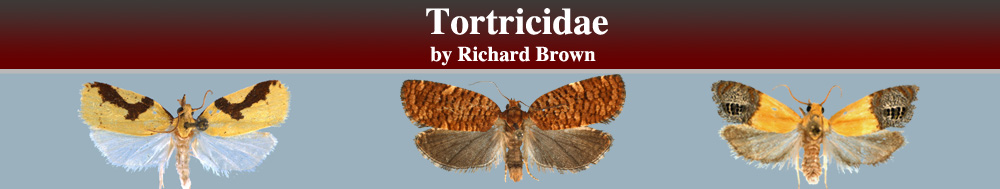 Tortricidae Header