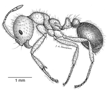 Solenopsis invicta pen drawing by Joe MacGown