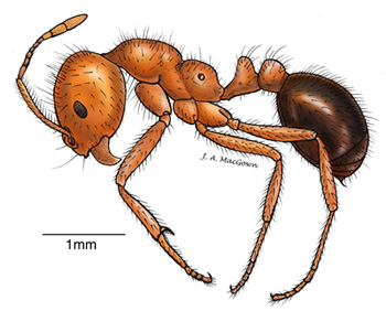 Solenopsis invicta colored drawing by Joe MacGown