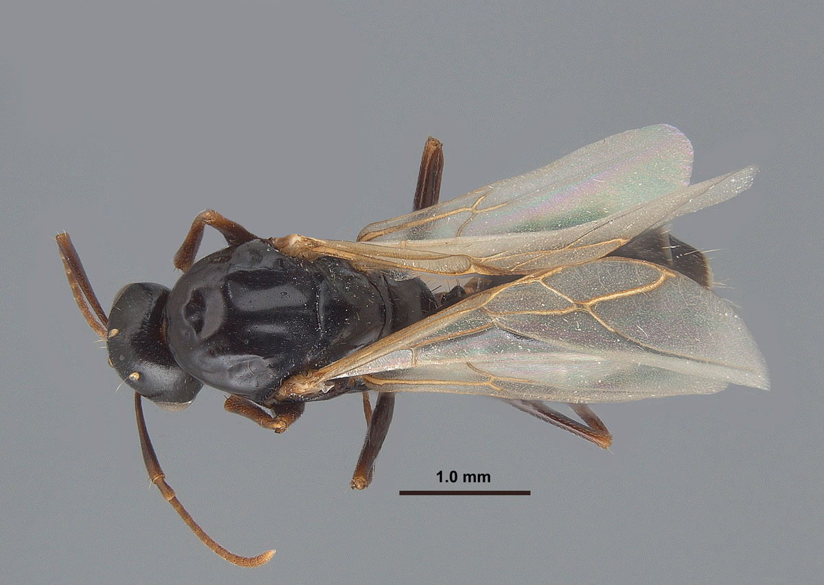 Camponotus caryae male dorsal view Camponotus caryae male dorsal view