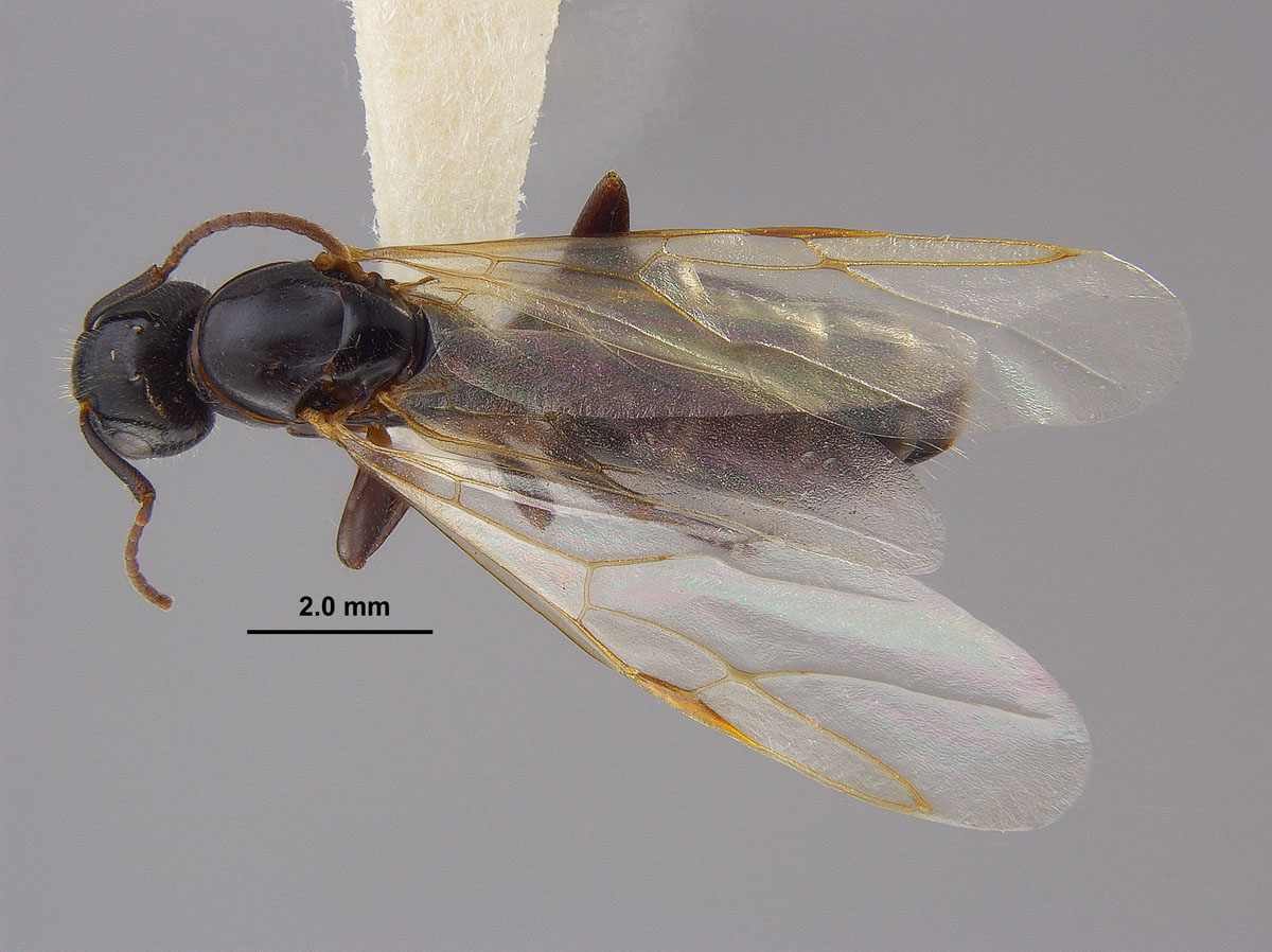 Camponotus caryae queen side Camponotus caryae queen side