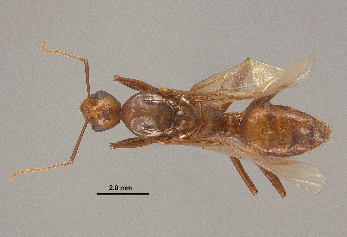 Camponotus castaneus, dorsal view of a male Camponotus castaneus, dorsal view of a male