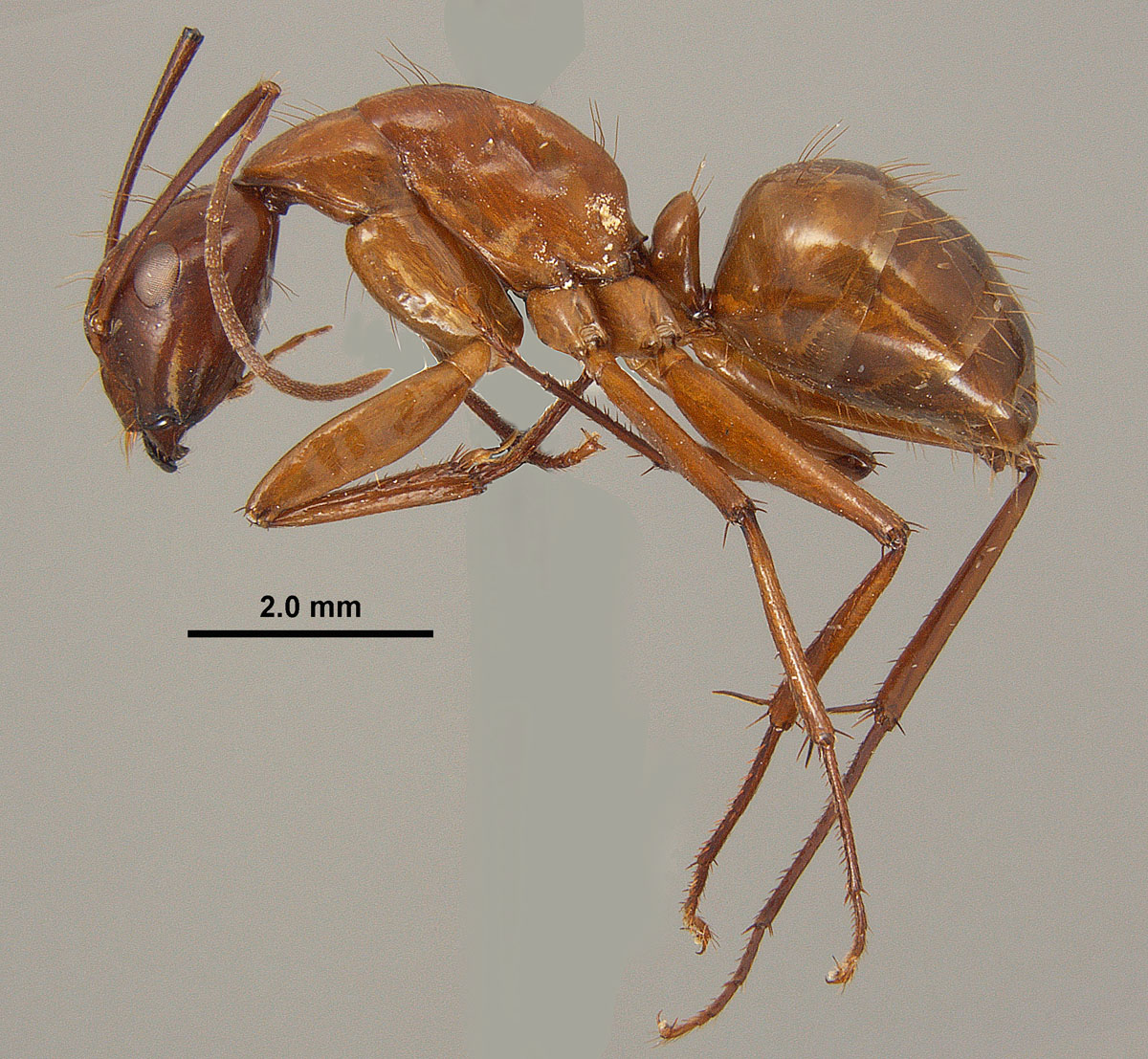Camponotus castaneus, lateral view of minor worker Camponotus castaneus, lateral view of minor worker