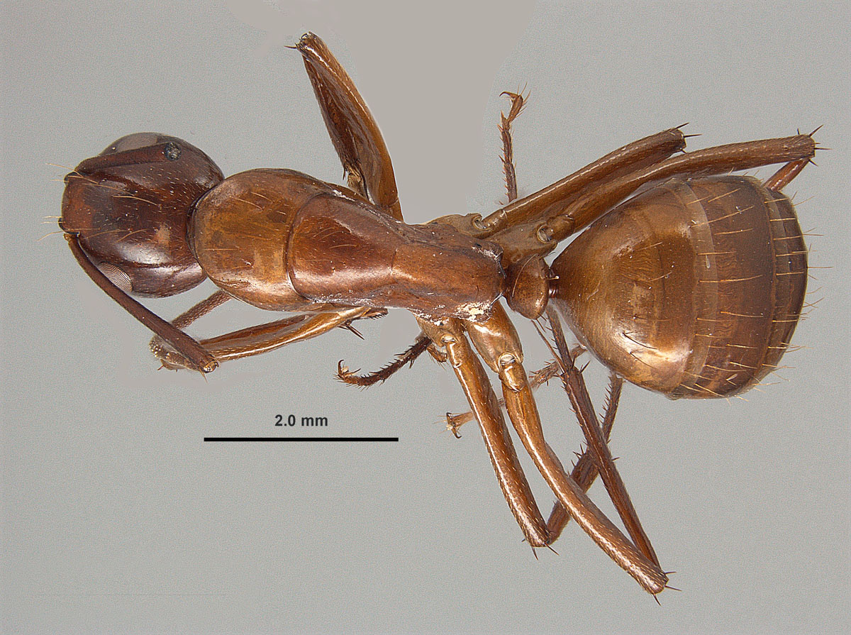 Camponotus castaneus, dorsal view of minor worker Camponotus castaneus, dorsal view of minor worker