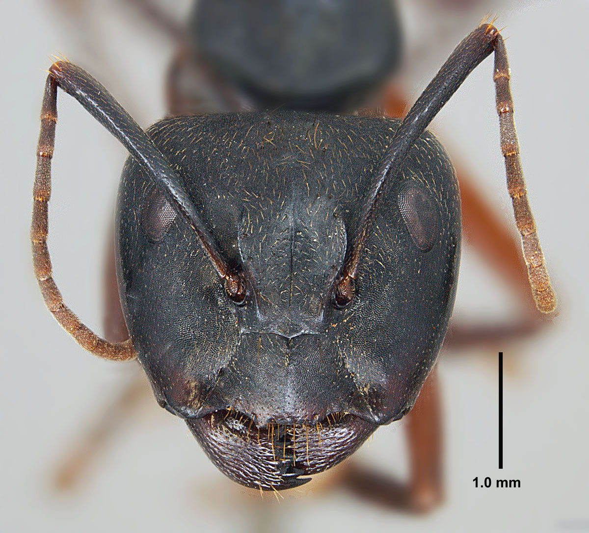 Camponotus chromaiodes, full face view of major worker Camponotus chromaiodes, full face view of major worker