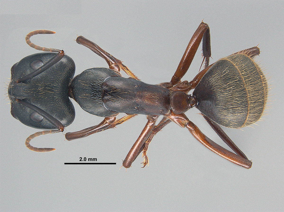 Camponotus chromaiodes, dorsal view of major worker Camponotus chromaiodes, dorsal view of major worker