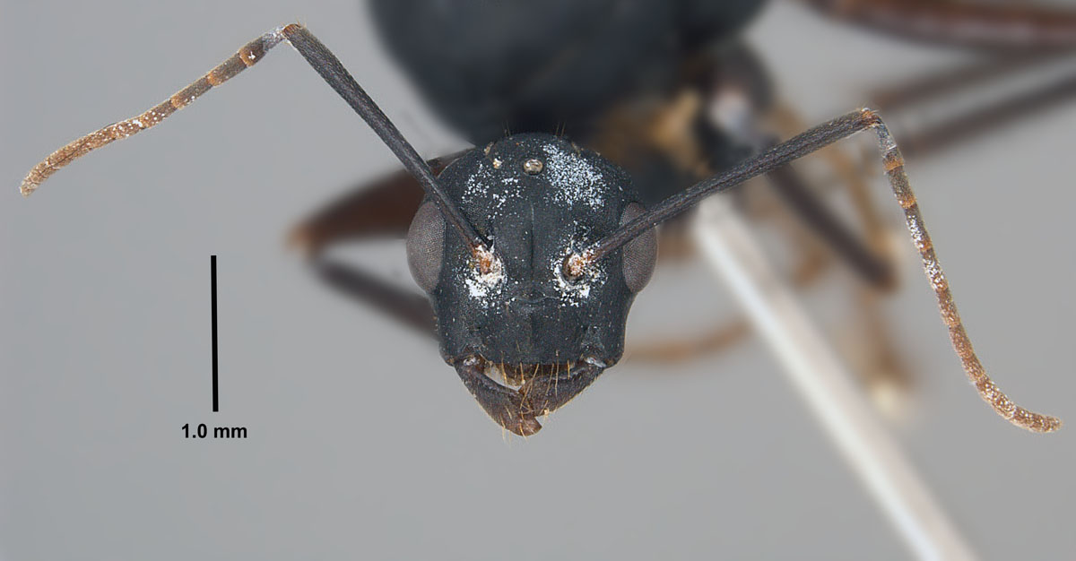Camponotus chromaiodes, full face view of a male. Camponotus chromaiodes, full face view of a male.