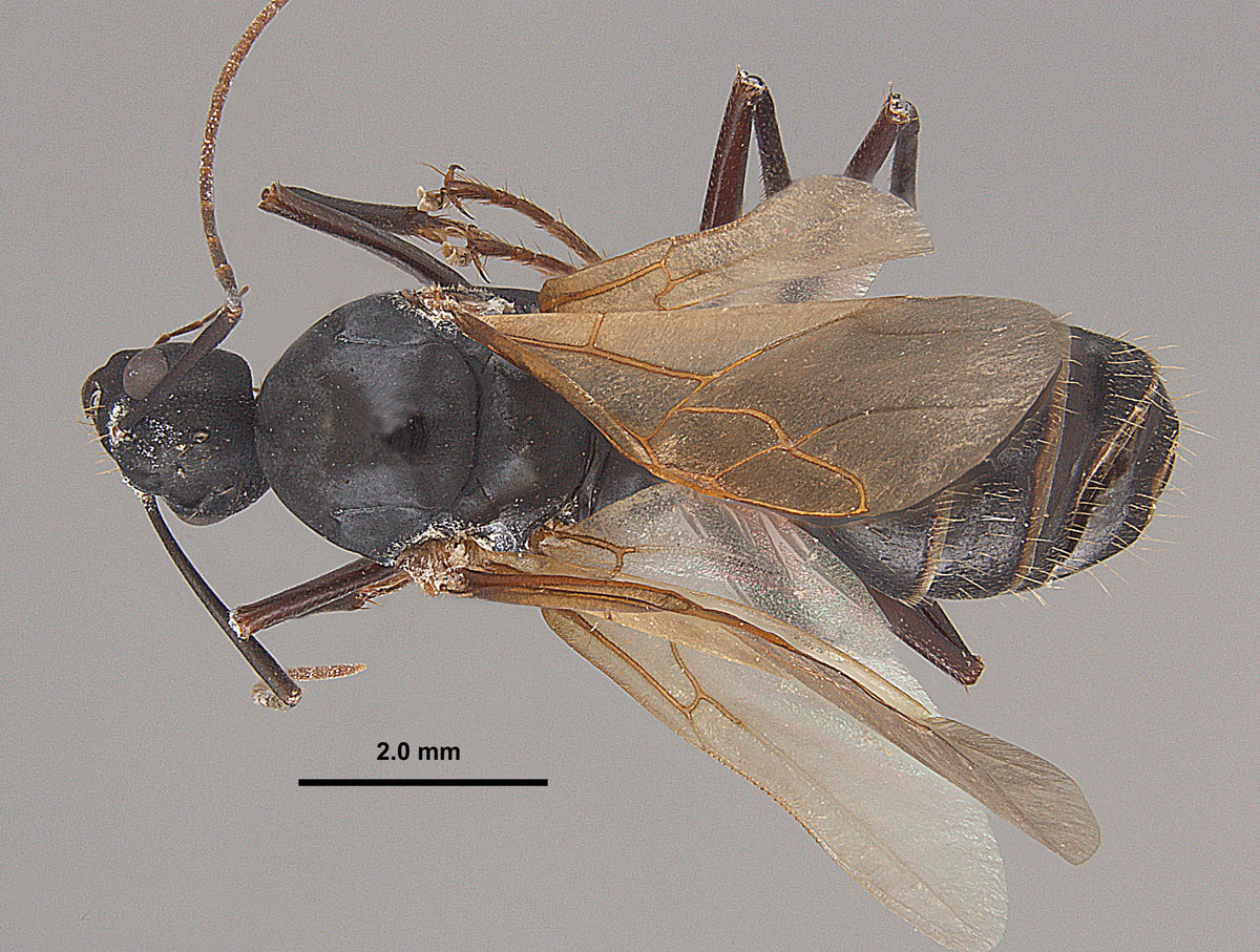 Camponotus chromaiodes, full face view of a male. Camponotus chromaiodes, full face view of a male.