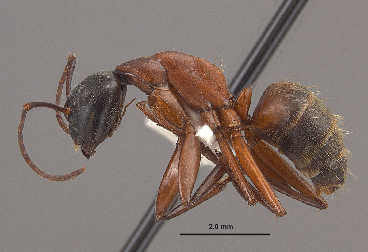 Camponotus chromaiodes, lateral view of a minor worker Camponotus chromaiodes, lateral view of a minor worker