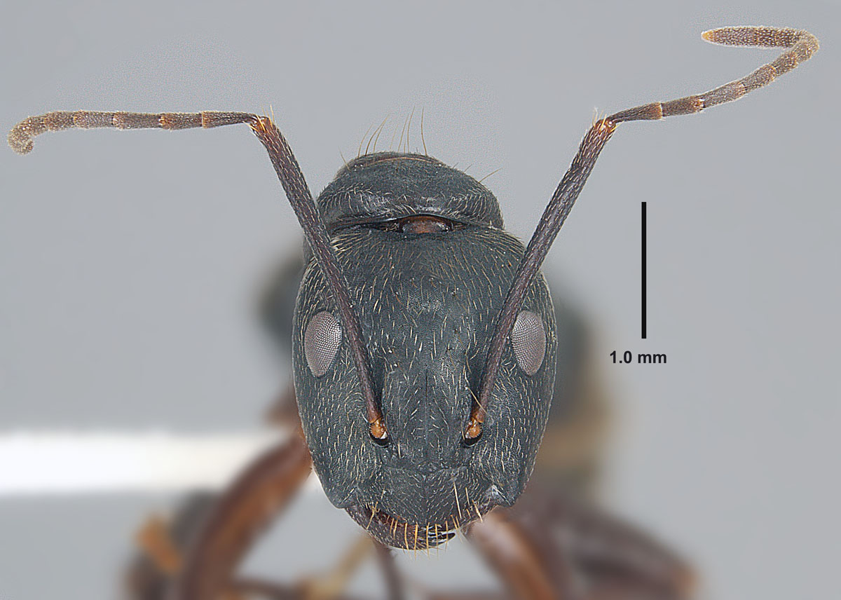 Camponotus chromaiodes, full face view of minor worker Camponotus chromaiodes, full face view of minor worker
