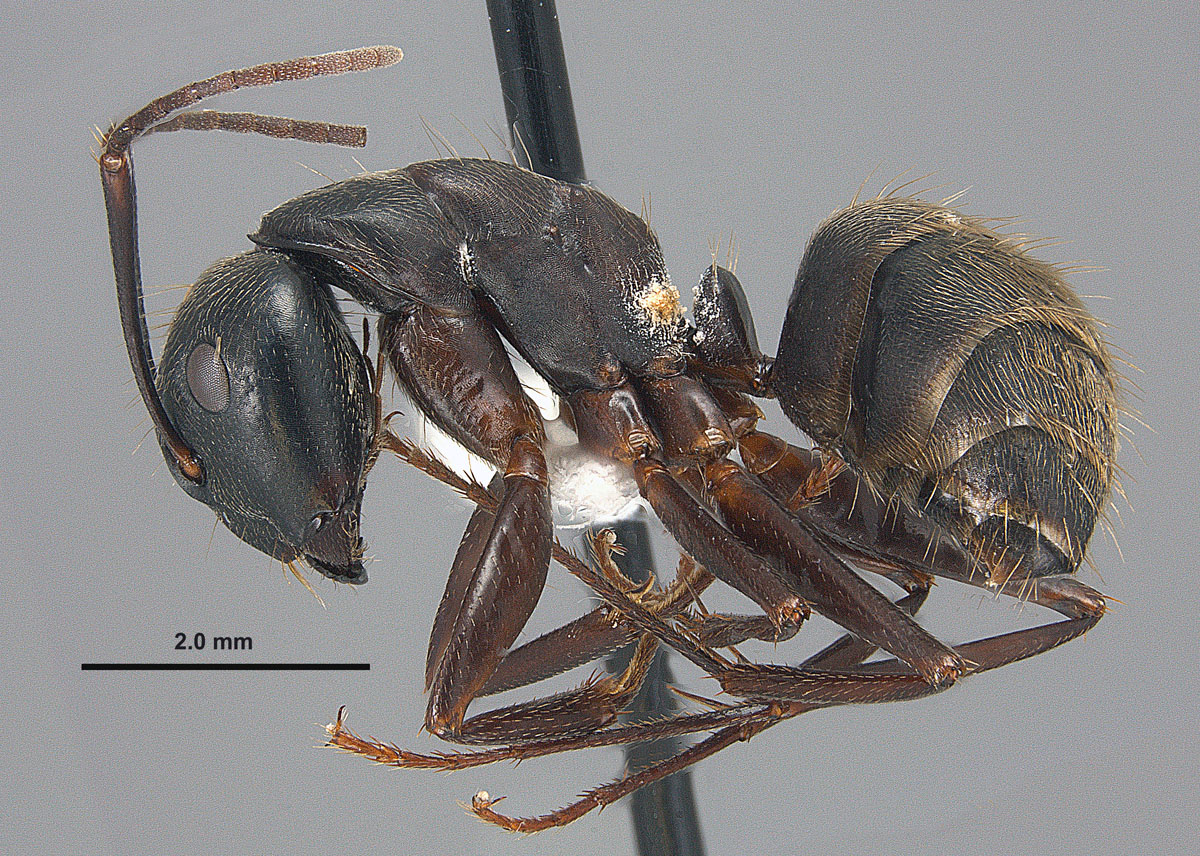 Camponotus chromaiodes, lateral view of minor worker Camponotus chromaiodes, lateral view of minor worker