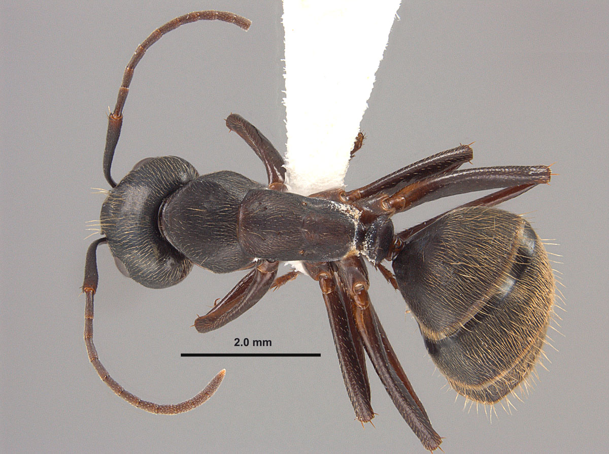 Camponotus chromaiodes, dorsal view of minor worker Camponotus chromaiodes, dorsal view of minor worker
