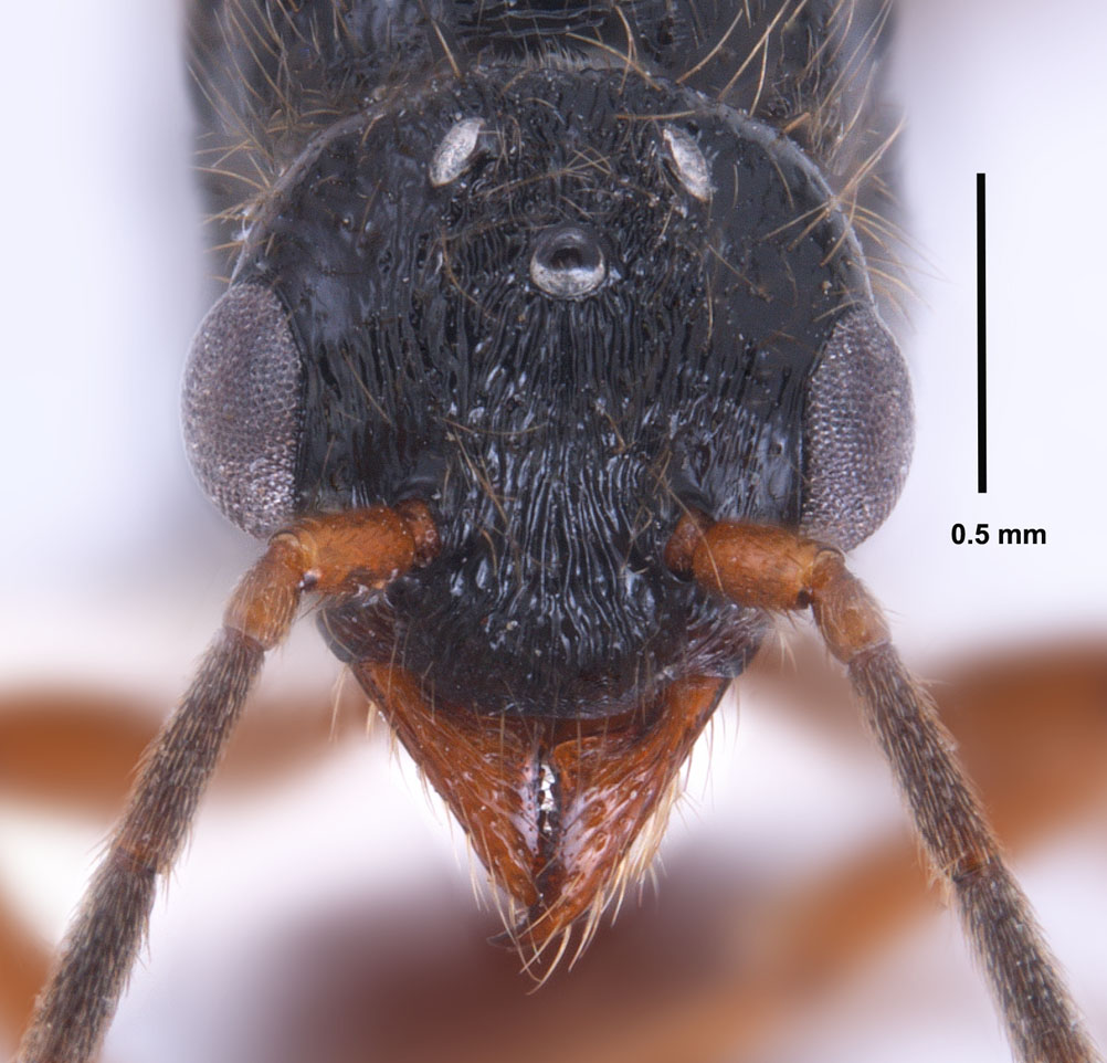 Gnamptogenys triagularis male full face view