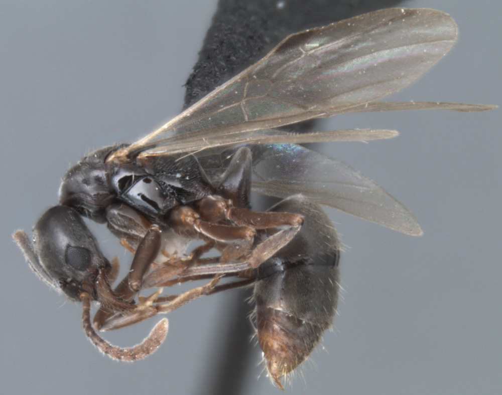 Pachycondyla chinensis, profile view of an alate queen