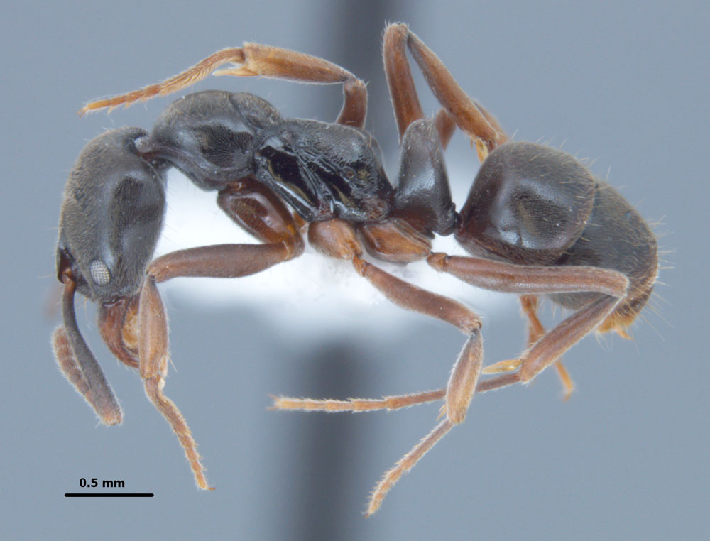 Pachycondyla chinensis, profile view of worker 