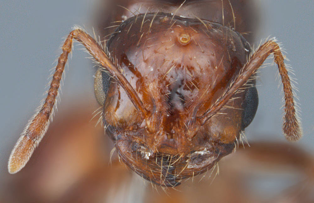 Solenopsis invicta X richteri, full face view of a queen