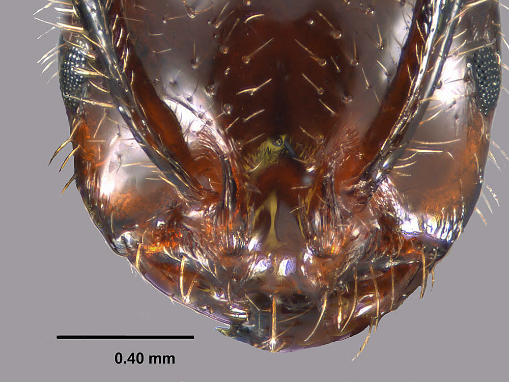 Solenopsis invicta X richteri, view of worker face showing clypeus