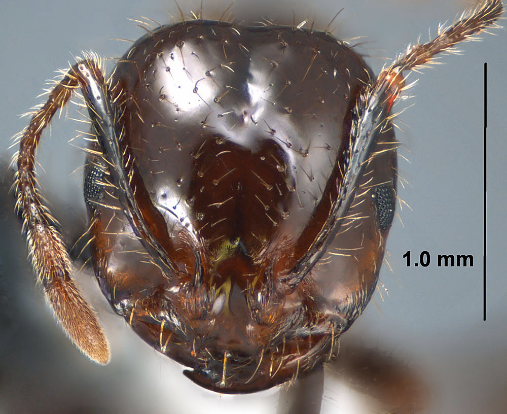 Solenopsis invicta X richteri, view of worker face