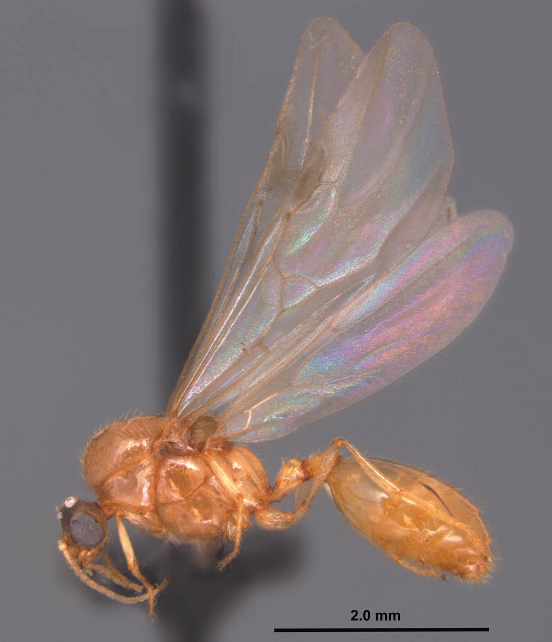 Solenopsis pergandei male - side view