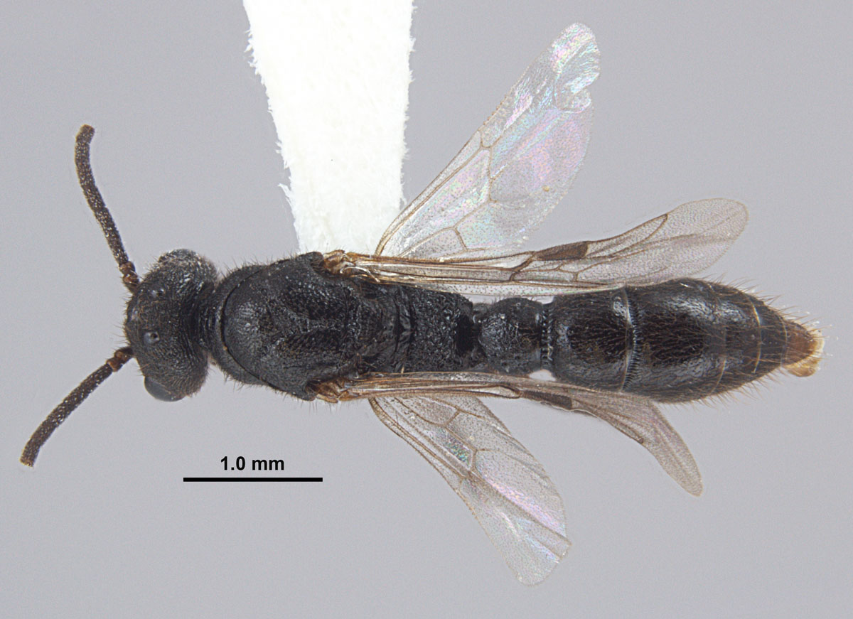 Stigmatomma pallipes male top Stigmatomma pallipes male top