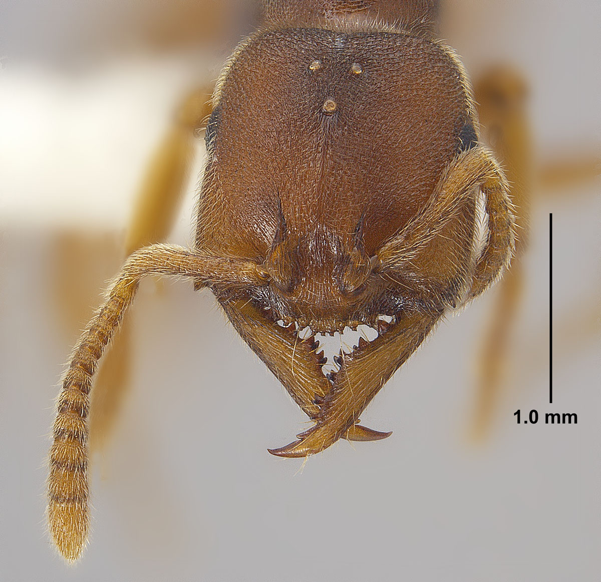 Stigmatomma pallipes queen head Stigmatomma pallipes queen head