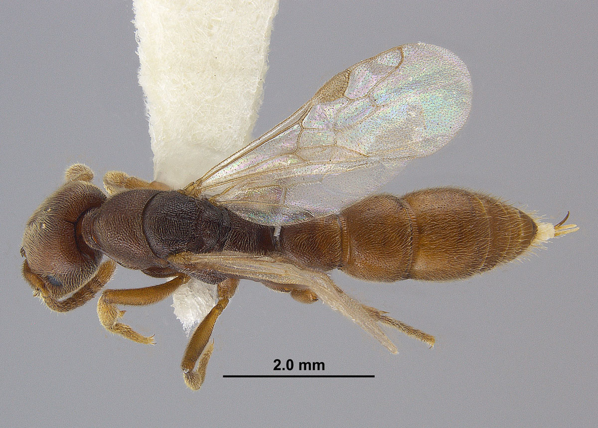 Stigmatomma pallipes queen top view Stigmatomma pallipes queen top view