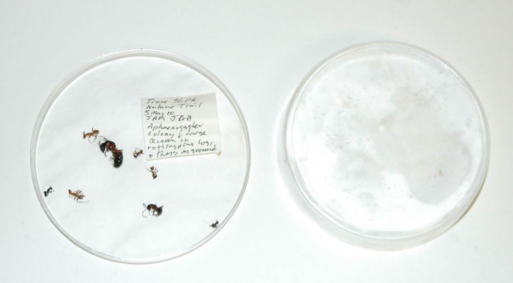Petri Dish with ants