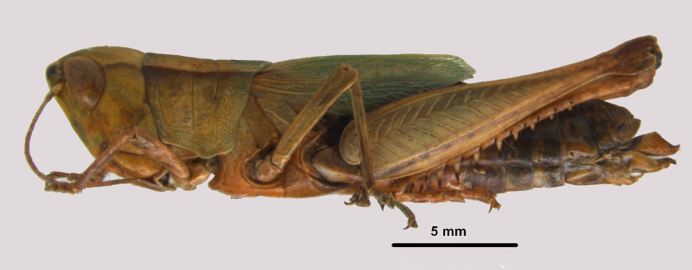 Dichromorpha viridis