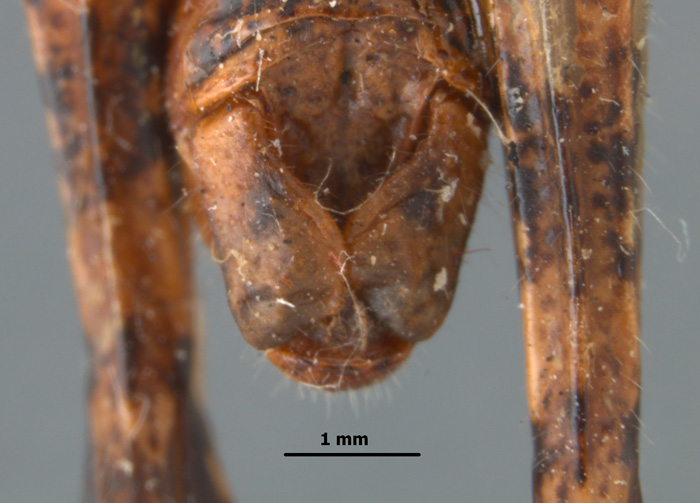 End of abdomen of Melanoplus stegocercus