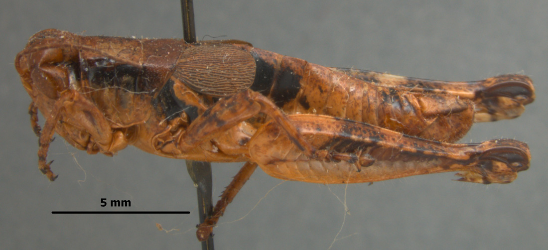 Type of Melanoplus stegocercus