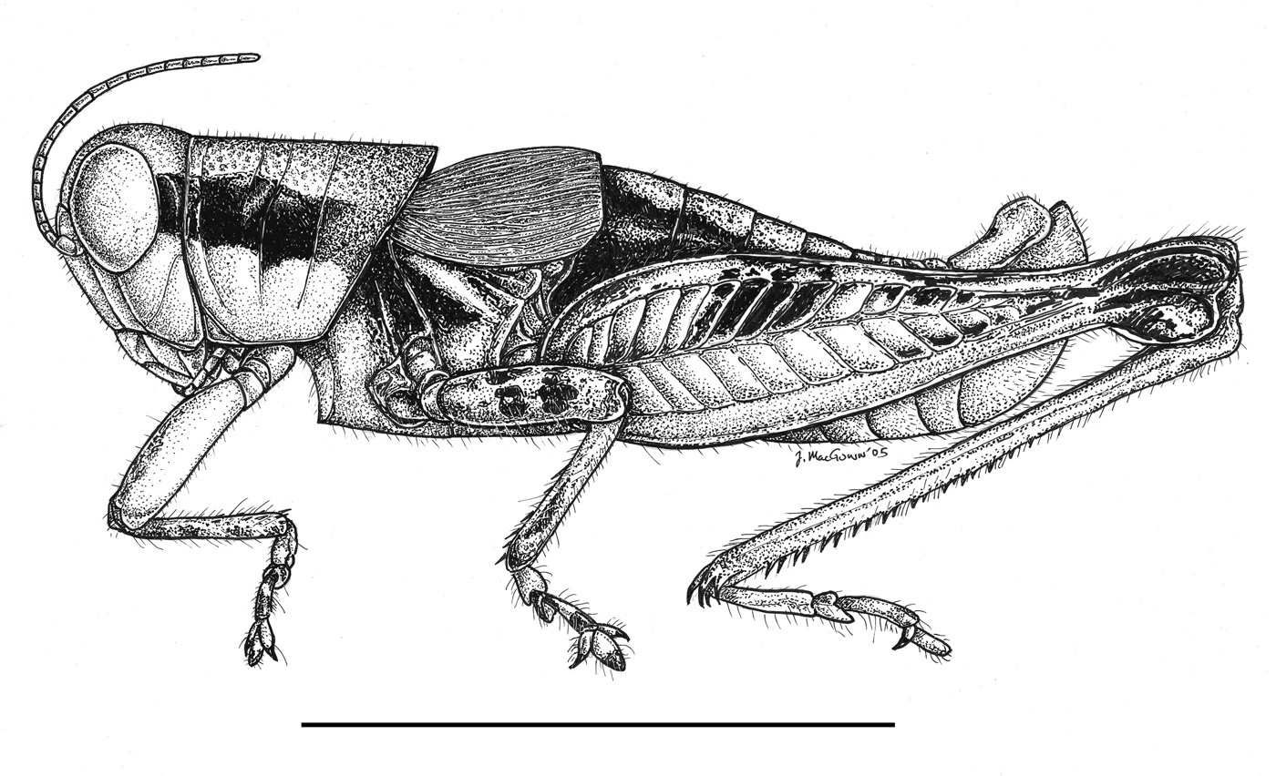 MacGown M. stegocercus drawing