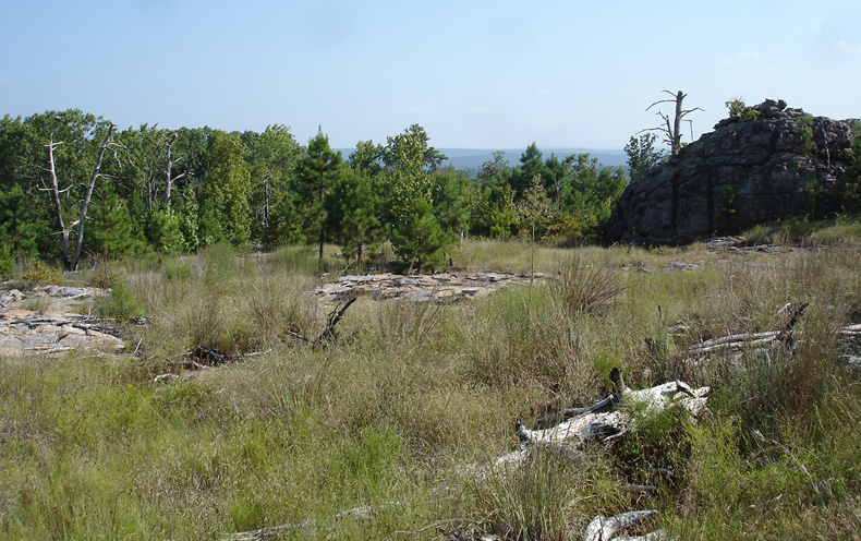 petit Jean glade