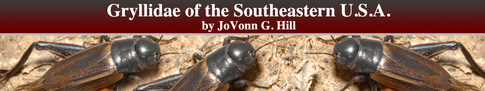 Gryllidae of the Southeastern United States