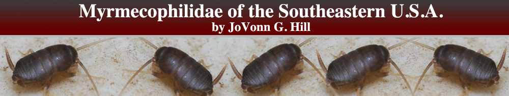 Myrmecophilidae of the Southeastern U.S.A.