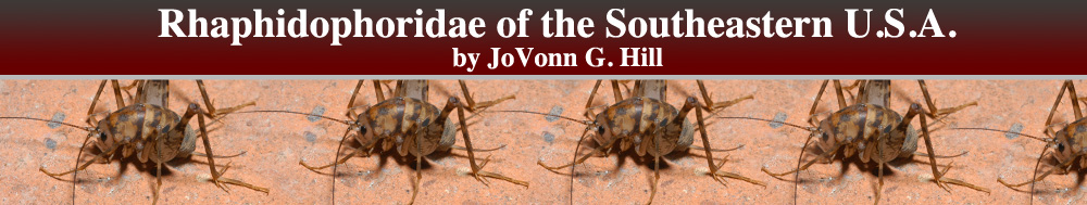 Rhaphidophoridae of the Southeastern U.S.A.