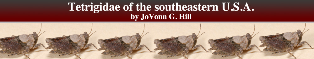 Tetrigidae of the Southeastern United States